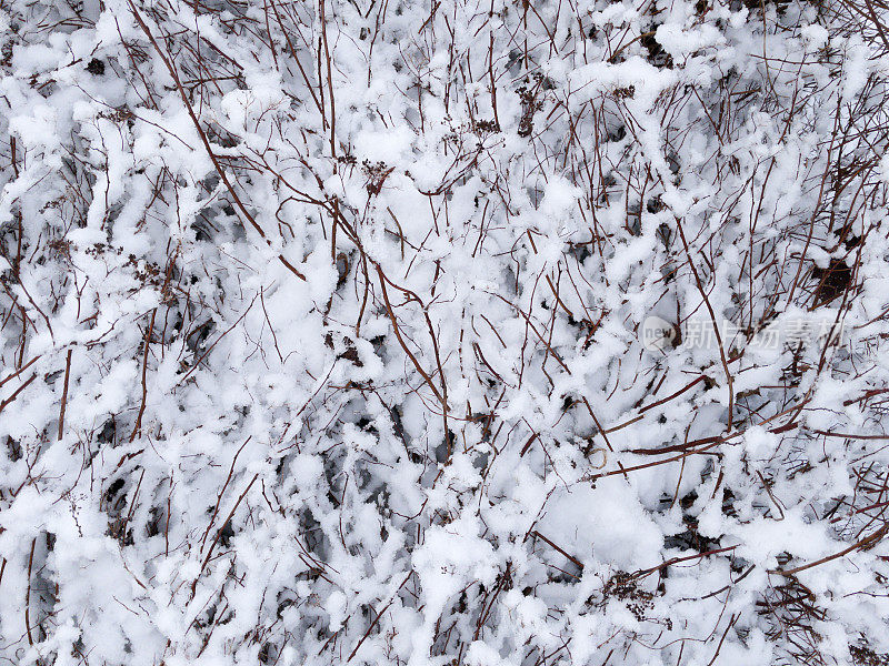 Tree branches under the snowю